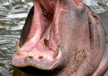 I thought ‘This was it, as no one survives hippo attacks’, says Brit who miraculously survived being mauled in Zambia