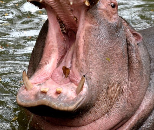 I thought ‘This was it, as no one survives hippo attacks’, says Brit who miraculously survived being mauled in Zambia