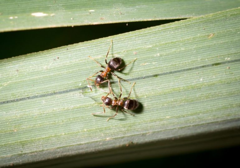 Spreading ant species in New York sparks warning across US as scientists fear invasion could devastate ecosystem