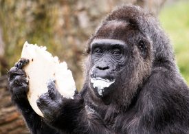 Meet world’s oldest gorilla Fatou who was brought to Europe by sailor to pay BAR TAB 60 years ago – and now has no teeth