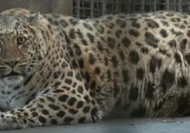 Zoo ‘fattening up animals to turn them into internet stars like Moo Deng’ after pics of big leopard & coma bear go viral