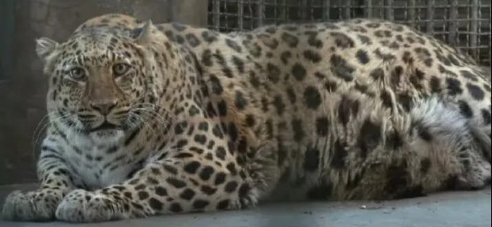 Zoo ‘fattening up animals to turn them into internet stars like Moo Deng’ after pics of big leopard & coma bear go viral