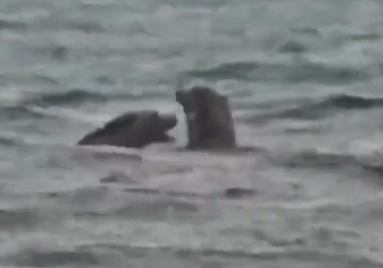 ‘Fat Bear Week’ TRAGEDY as contest to find world’s bulkiest beast is thrown into turmoil by deadly brawl caught on cam