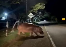 Watch terrifying moment cocaine hippo rampages across road as Pablo Escobar’s ‘out of control’ beasts face execution