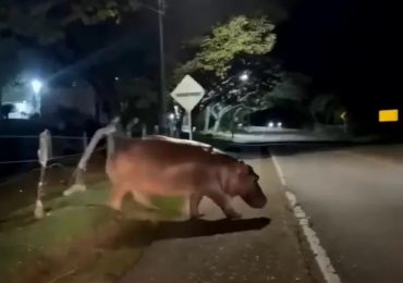 Watch terrifying moment cocaine hippo rampages across road as Pablo Escobar’s ‘out of control’ beasts face execution