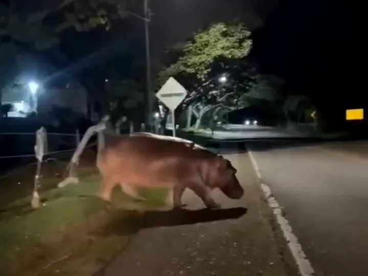 Watch terrifying moment cocaine hippo rampages across road as Pablo Escobar’s ‘out of control’ beasts face execution