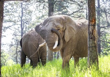 Should Elephants Have the Same Rights as People? A Colorado Court May Decide