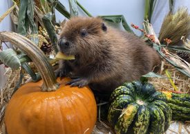 Why There Is a Court Battle Over This Beaver Being Released into the Wild