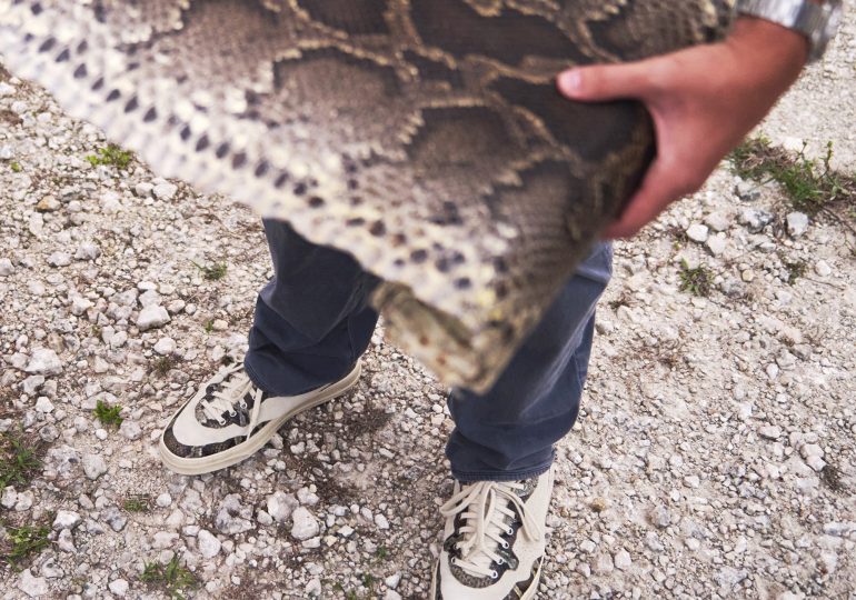 Fighting Florida’s Invasive Python Problem One Step at a Time