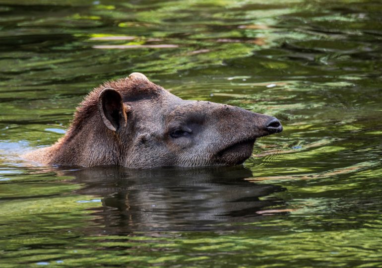 Earth’s Wildlife is Vanishing. We Must Save It In Order to Save Ourselves