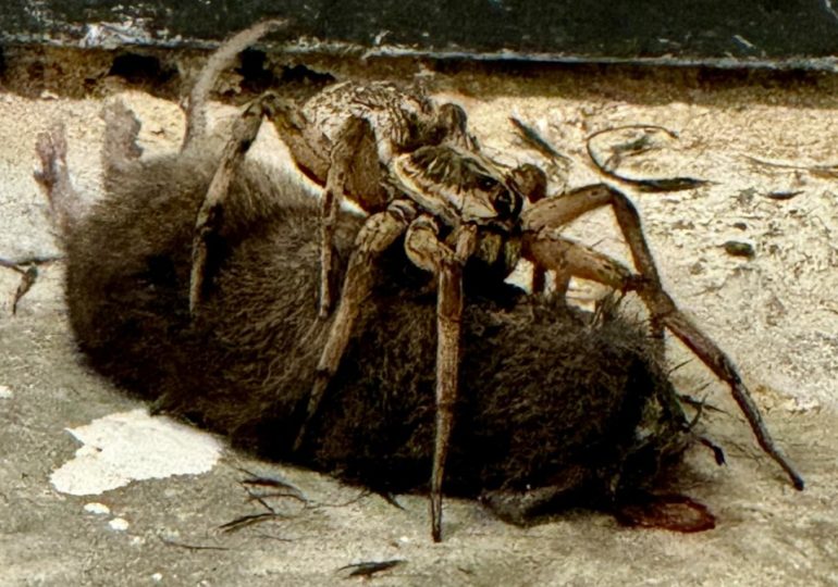 Stomach-churning moment monster giant ‘wolf spider’ devours MOUSE on mum’s doorstep leaving her in ‘horrified awe’