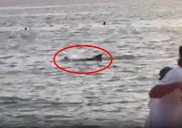 Shocking moment randy sex-pest dolphin ATTACKS swimmer who is ‘lucky to be alive’ after latest romp rampage