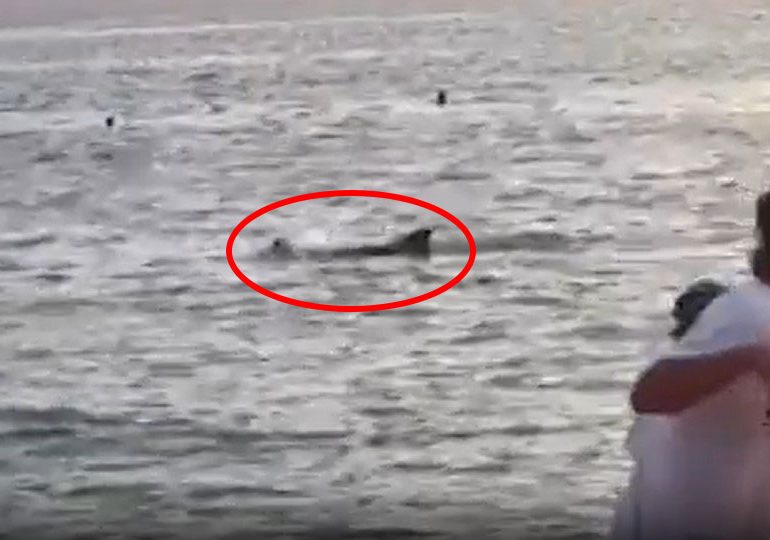 Shocking moment randy sex-pest dolphin ATTACKS swimmer who is ‘lucky to be alive’ after latest romp rampage