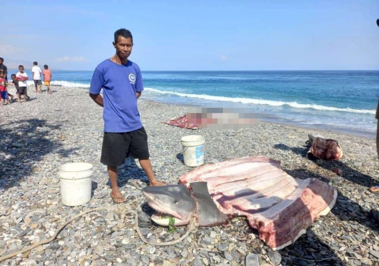 Fisherman describes horror moment they cut open shark to find body of US tourist, 68, who had been eaten on diving hols