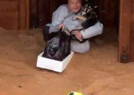 Watch nerve-racking moment terrified Spanish woman and her beloved dog are airlifted from deadly floodwater