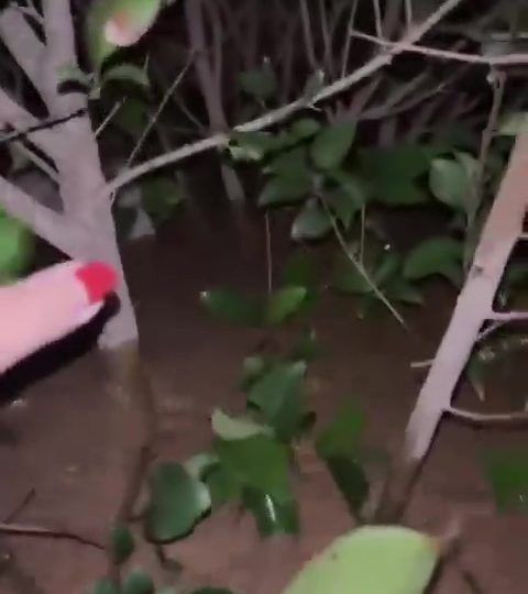 Terrifying moment woman swept away by Spain floods live-streams herself clinging to bush sparking desperate rescue hunt