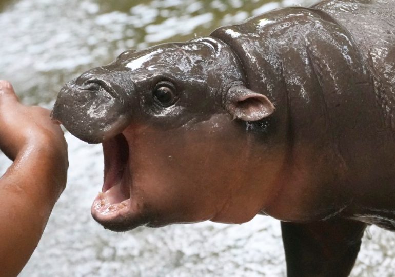 Plot to FREE Moo Deng from captivity in Thai zoo where thousands are flocking to gawp at viral hippo