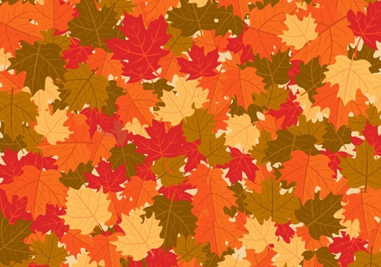 Everyone can see the autumn leaves – but you have 20/20 vision & a high IQ if you can spot the squirrel in 8 seconds