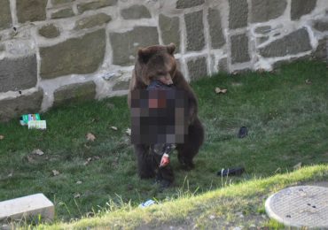 Terrifying moment man is savagely attacked by 40st bear at zoo leaving him covered in blood in front of visitors