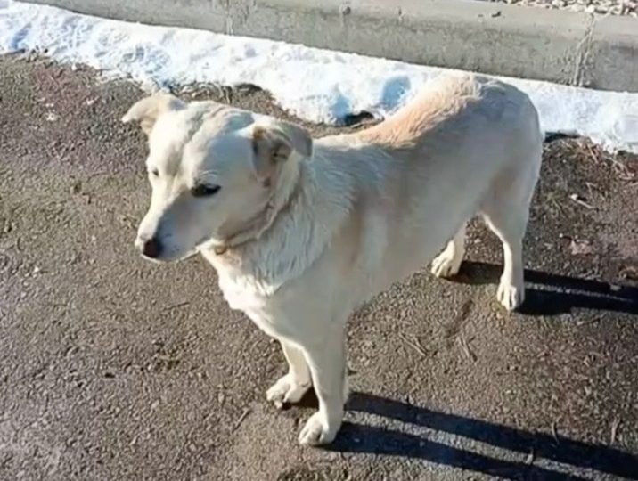 Fears tragic dog who waited 4 days for drowned owner may ‘die of a broken heart’ after howling all night & refusing food