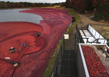 Thanksgiving Will See Millions Eating Cranberry Sauce. Where Do Those Cranberries Come From?