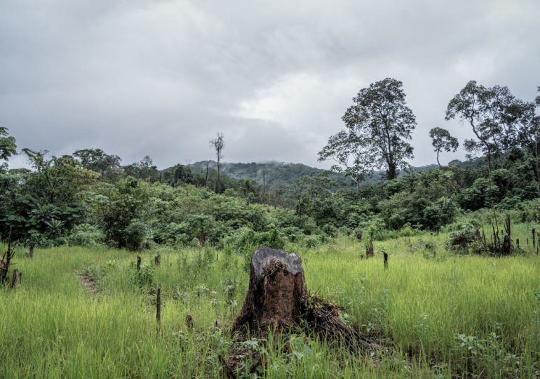 Why This Imperfect Law Is the Best Shot at Fighting Deforestation