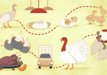 How Your Thanksgiving Turkey Gets to the Dinner Table