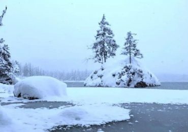 Everyone can see the trees but can you spot the polar bear in this snowy scene in less than 7 seconds