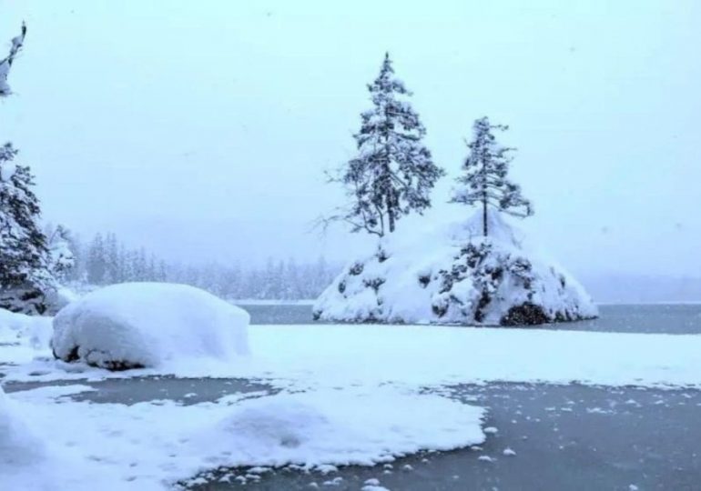 Everyone can see the trees but can you spot the polar bear in this snowy scene in less than 7 seconds