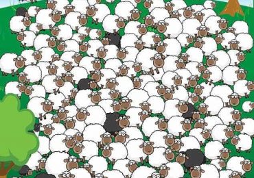 You have the 20/20 vision of a shepherd if you can spot the dog hidden among the herd of sheep in under five seconds