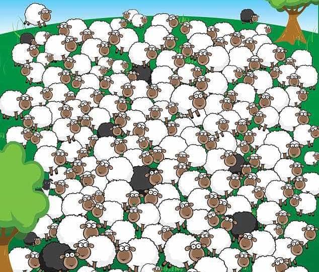 You have the 20/20 vision of a shepherd if you can spot the dog hidden among the herd of sheep in under five seconds