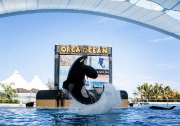 Keto the ex-SeaWorld orca who KILLED trainer dies after being forced into incest & ‘chewing concrete out of insanity’