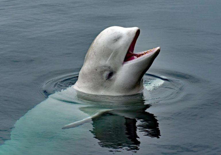 Mystery behind Putin’s spy whale Hvaldimir revealed as doc claims infamous white beluga had secret mission in the Arctic