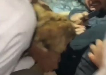 Watch moment lion attacks screaming man after he tried to take SELFIE with beast as pals desperately try to fight it off