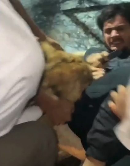 Watch moment lion attacks screaming man after he tried to take SELFIE with beast as pals desperately try to fight it off