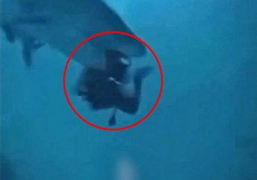 Terrifying moment bloodthirsty tiger shark tries to bite diver’s HEAD off after launching shock attack from behind