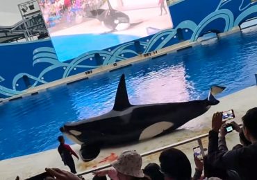 Watch horror moment injured killer whale spurts blood as cruel aquarium show goes wrong in front of horrified families