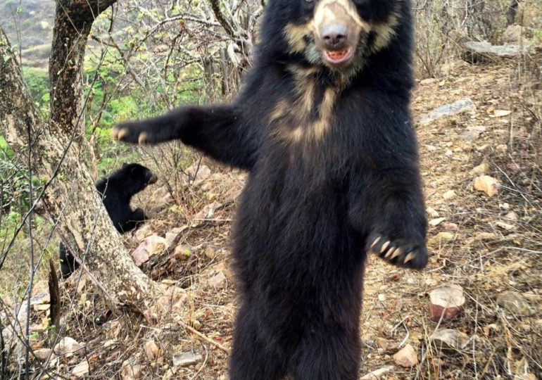 Real-life Paddington bears facing extinction after being hunted for private parts – and now charities are taking action