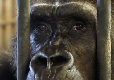 World’s loneliest gorilla Bua Noi spending her 41st Christmas ALONE still trapped in mall cage for shoppers to gawp at