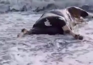 ‘Unbelievable’ moment dead COW washes up on Marbella beach leaving tourists puzzled – & no one knows how it got there