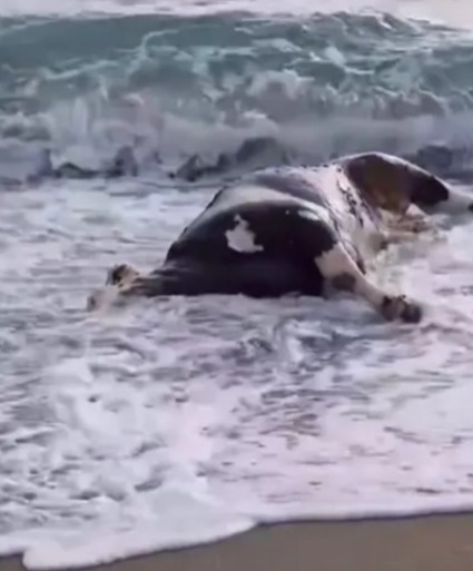 ‘Unbelievable’ moment dead COW washes up on Marbella beach leaving tourists puzzled – & no one knows how it got there