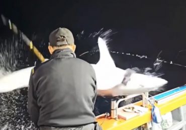 Watch terrifying moment two anglers are wiped out by flying SHARK that leaps from the dark onto their boat