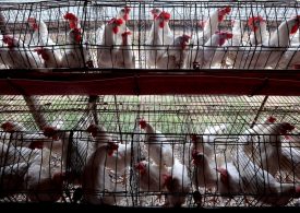 The Bird Flu Virus Is One Mutation Away from Getting More Dangerous