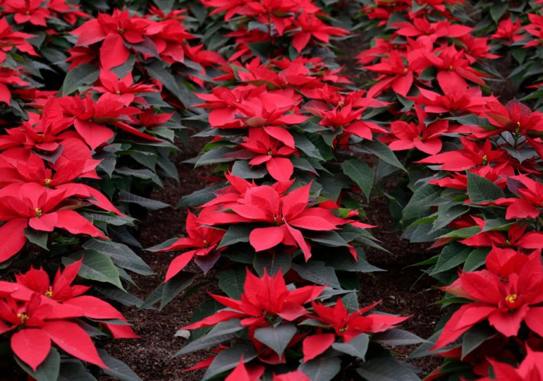 How the Poinsettia Became a Symbol of Christmas