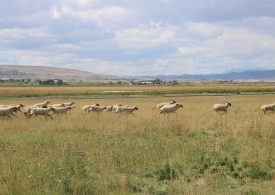 Farmers Are Using Wool To Save Water in the Drought-Ridden West