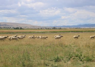 Farmers Are Using Wool To Save Water in the Drought-Ridden West