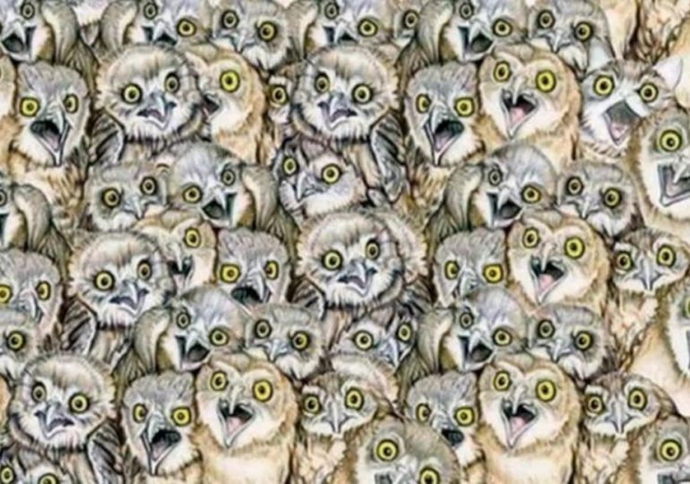 Everyone can see the owls – but you have 20/20 vision and high IQ if you can spot the cat in this puzzle in 7 seconds