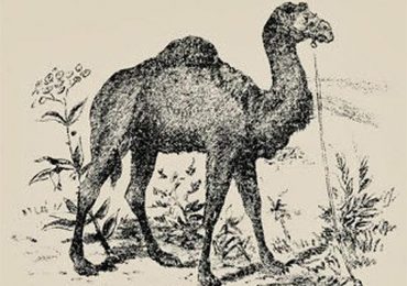 Everyone can see the camel in this vintage optical illusion – but you have a high IQ if you spot the face in 8 seconds