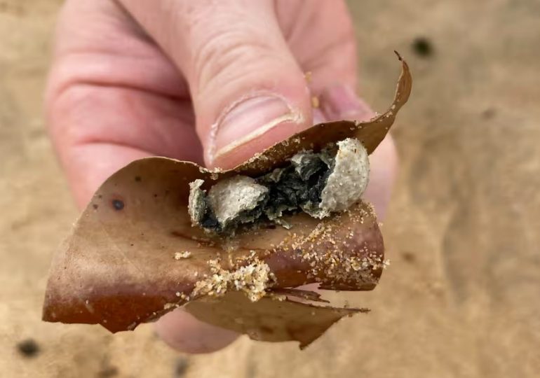 Nine popular beaches forced to SHUT DOWN after swarm of mystery balls wash up…weeks after other ‘foul’ orbs spark panic