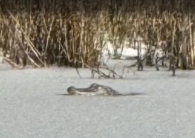 Shocking moment alligator is found FROZEN in ice lake as bitter cold and rare snow strikes US Deep South